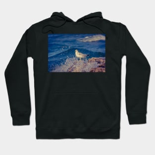 Solitary Seagull 3 of 3 Hoodie